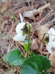 Viola alba