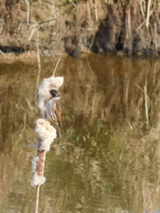 Emberiza schoeniclus