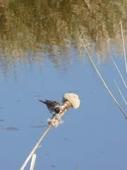 Emberiza schoeniclus
