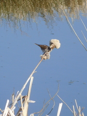 Emberiza schoeniclus