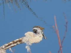 Emberiza schoeniclus