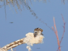 Emberiza schoeniclus