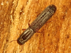 Colydium elongatum