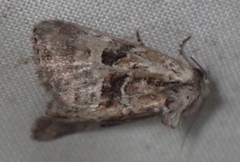 Meropleon ambifusca