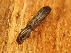 Colydium elongatum