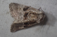 Meropleon ambifusca