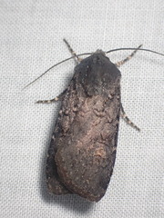 Euxoa velleripennis
