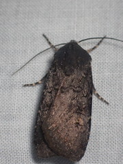 Euxoa velleripennis