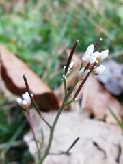 Cardamine hirsuta