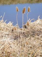 Dipsacus fullonum