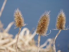 Dipsacus fullonum