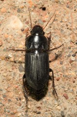 Anisodactylus opaculus