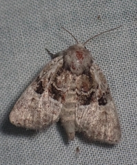 Meropleon ambifusca