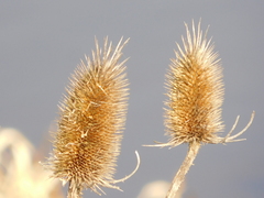 Dipsacus fullonum