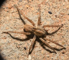 Varacosa