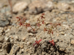 Centrostegia thurberi