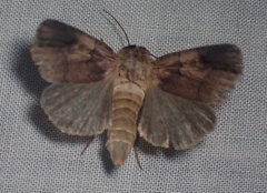 Dichagyris grotei