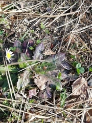 Hypochaeris radicata