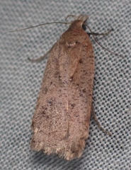 Dichomeris ventrellus