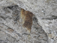 Panyptila cayennensis