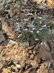 Cardamine dissecta