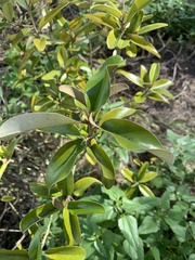 Capparis jamaicensis