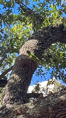 Thectocercus acuticaudatus