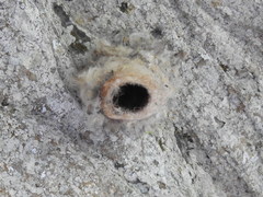 Panyptila cayennensis