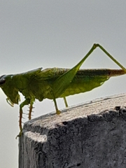 Cephalophlugis cephalotes