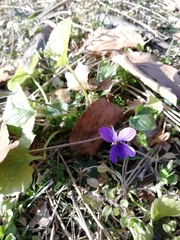 Viola odorata