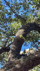 Thectocercus acuticaudatus