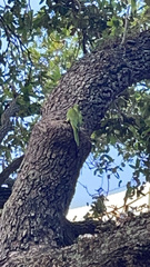 Thectocercus acuticaudatus