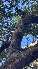 Thectocercus acuticaudatus