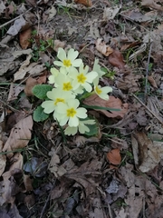 Primula vulgaris