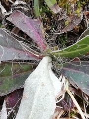 Pilosella officinarum