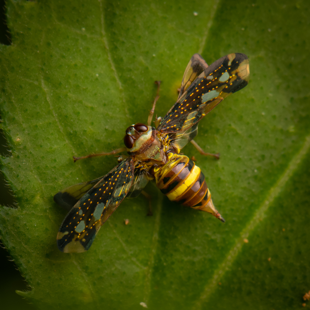 Kravilidius