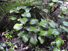 Elephantomene eburnea