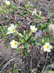 Primula vulgaris