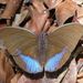 Common Blue-banded Forester - Photo (c) Carel Jongkind, some rights reserved (CC BY-NC), uploaded by Carel Jongkind