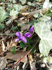 Viola odorata
