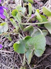 Viola odorata