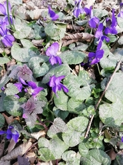 Viola odorata