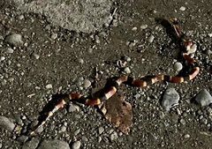 Micrurus mosquitensis