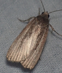 Athetiina