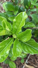 Forsteronia leptocarpa