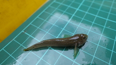 Rhinogobius candidianus