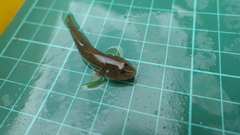 Rhinogobius candidianus