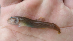 Rhinogobius candidianus