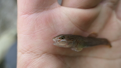 Rhinogobius candidianus