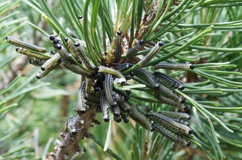 European Pine Sawfly photo 5